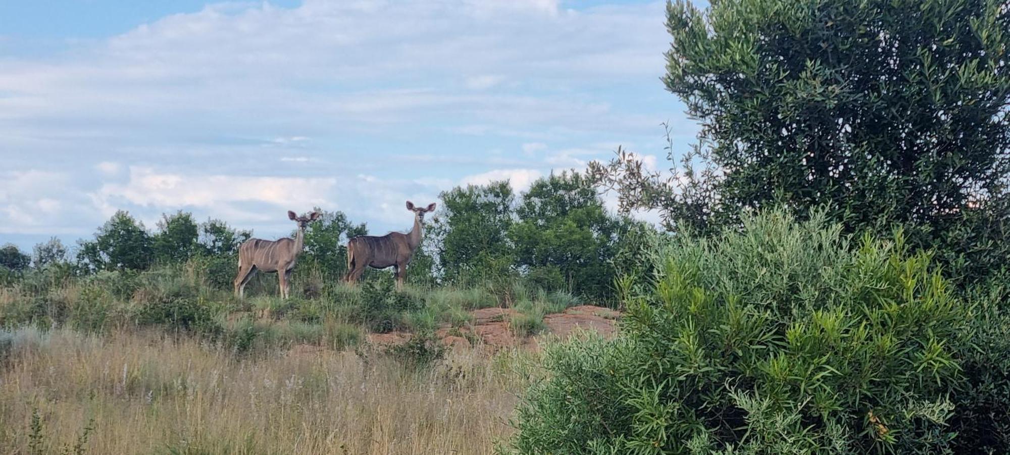 Kareekloof Game Farm Derby Exterior foto